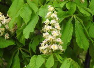 Ile trzeba mieć procent na maturze żeby dostać się na medycynę?