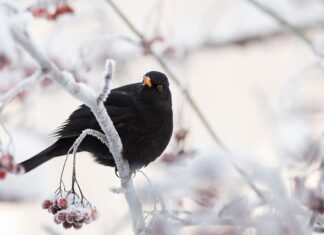Na czym polega działanie mechanizmu rynkowego? Na czym polega działanie mechanizmu rynkowego?
